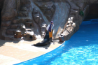 thumbs/seaworld 045.png